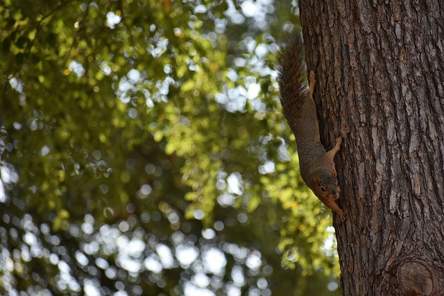 中国功夫 中国功夫