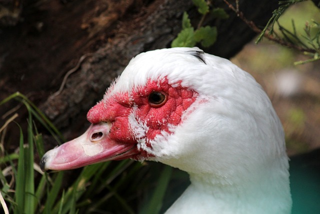 能够迅速进 能够迅速进